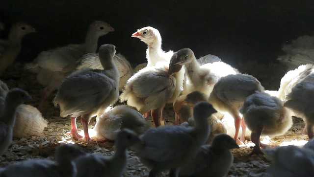Human avian flu case reported in worker handling infected birds - Vimarsana News