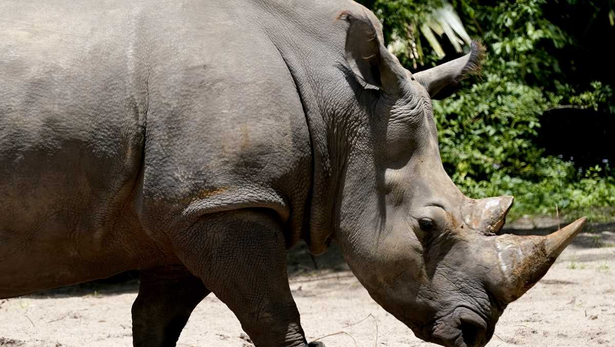 Disney rhino gets fitted with fitness tracker