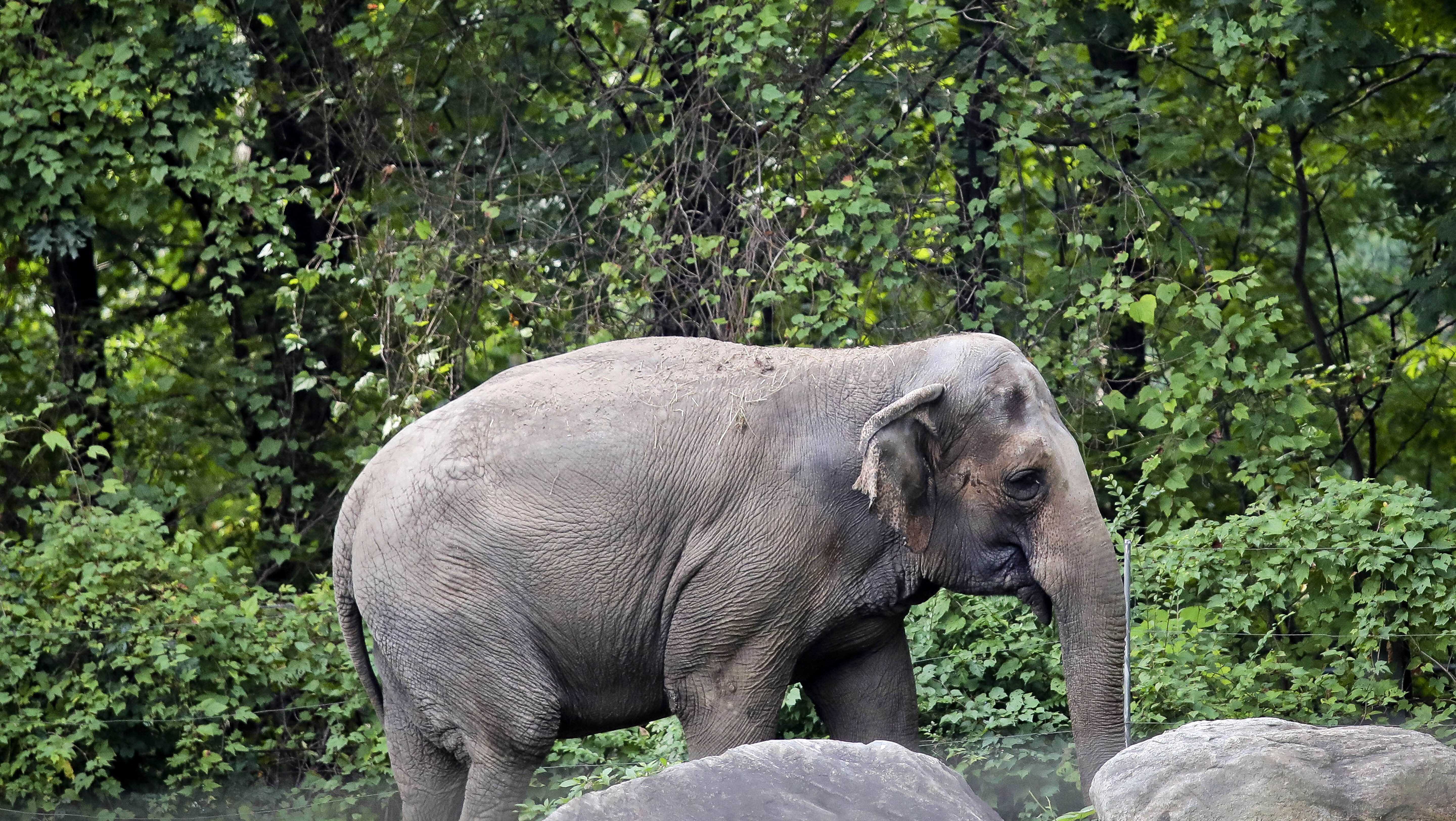 Is Happy the elephant a person? New York's top court rules no. - Vimarsana News