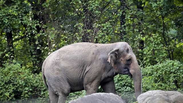 Is Happy the elephant a person? New York's top court rules no. - Vimarsana News