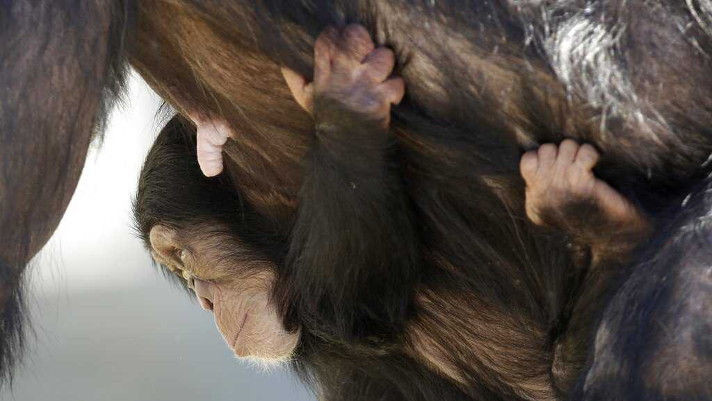 Group blasts Chimp Haven fight deaths; wild chimps also kill - Vimarsana News