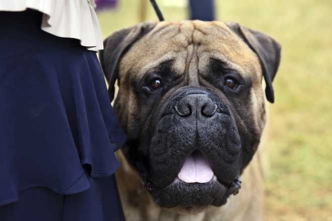 Otis, a bullmastiff, relaxes after competition at the Westminster Kennel Club Dog x20;Show, Wednesday, June 22, in Tarrytown, NY (AP Photo/; Jennifer Peltz)