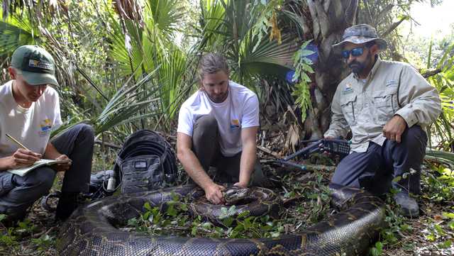 Massive python caught in Florida - Vimarsana News