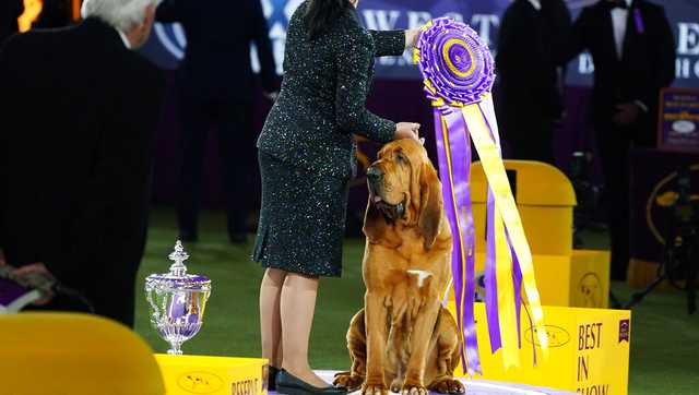 Good dog! Trumpet is 1st bloodhound to win Westminster show - Vimarsana News