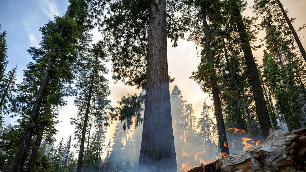 Yosemite fire grows as crews protect sequoias in Mariposa Grove - Vimarsana News