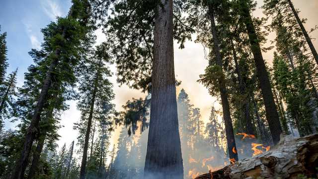Yosemite fire grows as crews protect sequoias in Mariposa Grove - Vimarsana News