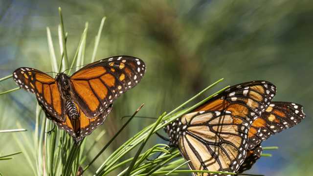 Beloved monarch butterflies now listed as endangered - Vimarsana News