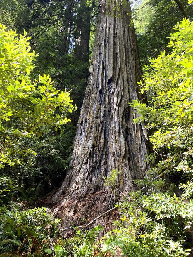 This photo provided by the National Park Service shows the coast red x20;named Hyperion in Redwood National Park, California, September 22, 2021. Tree lovers who make the world trip from s ;tree in a Northern California forest will face a good and possible #x20;prison after park officials declared the remote area off-limits in #x20;due to damage done by stepping on visitors in the tree and the surrounding forest. The tree, a 380-foot (115-meter) coast #x20;redwood made famous online, is in a remote area of ​​Redwood National Park