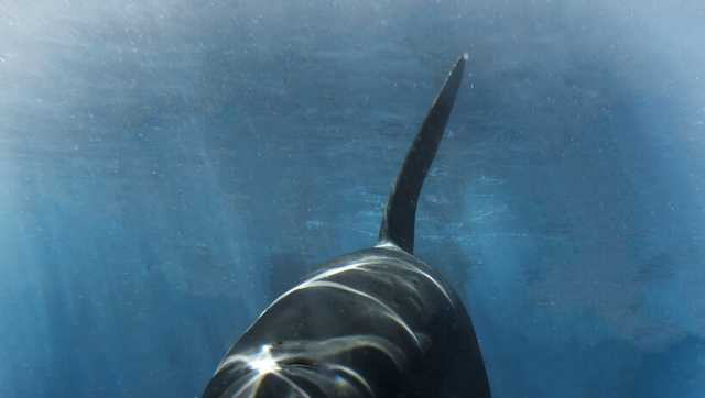 Killer whale Nakai born at SeaWorld San Diego dies of infection - Vimarsana News