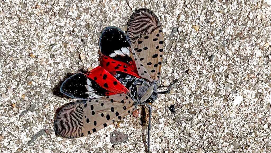 See an invasive spotted lanternfly? Here's what experts say you should do next - Vimarsana News