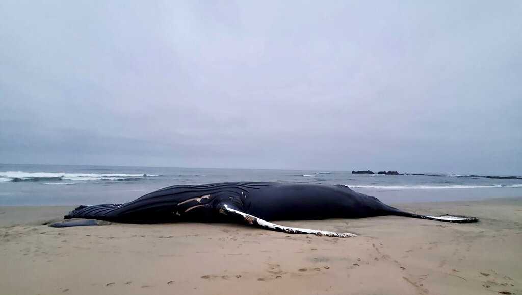 Ship strike probably killed whale off California coast - Vimarsana News