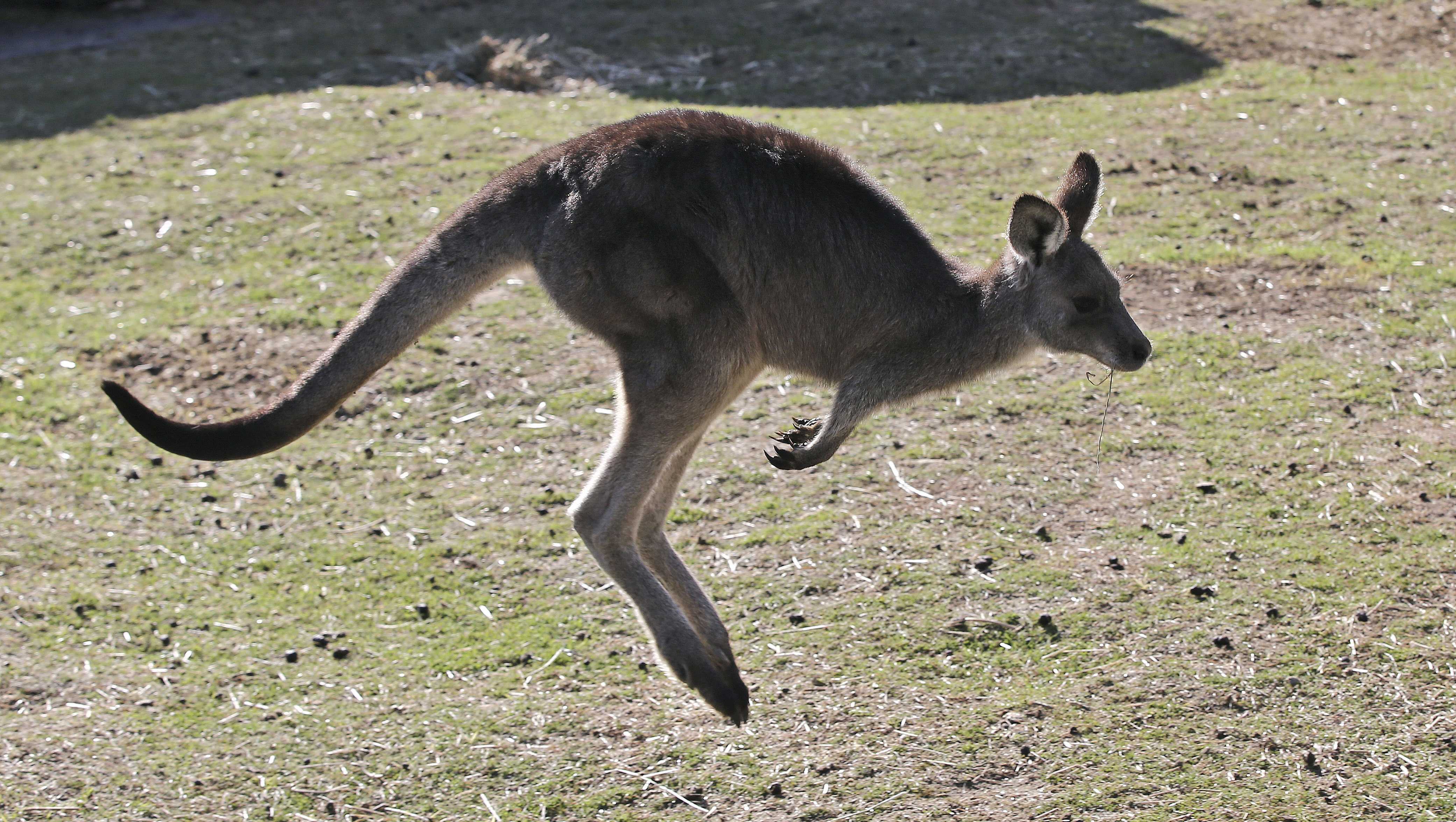 Australian man killed by kangaroo in rare fatal attack - Vimarsana News