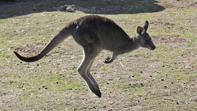 Australian man killed by kangaroo in rare fatal attack - Vimarsana News