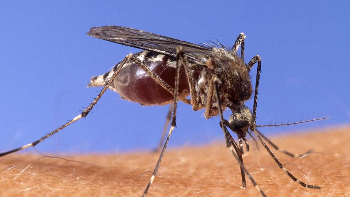 Departamento de Saúde de Wisconsin confirma primeiro caso de vírus do Nilo Ocidental