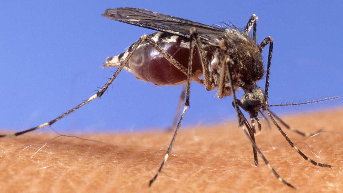 Departemen Kesehatan Wisconsin mengkonfirmasi kasus pertama virus West Nile