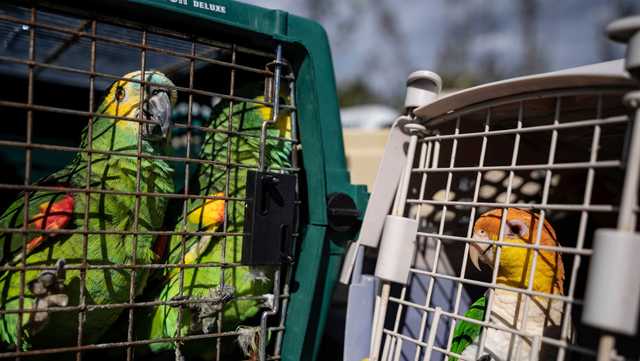 Rescuers flock together to save 275 parrots stranded by Ian - Vimarsana News