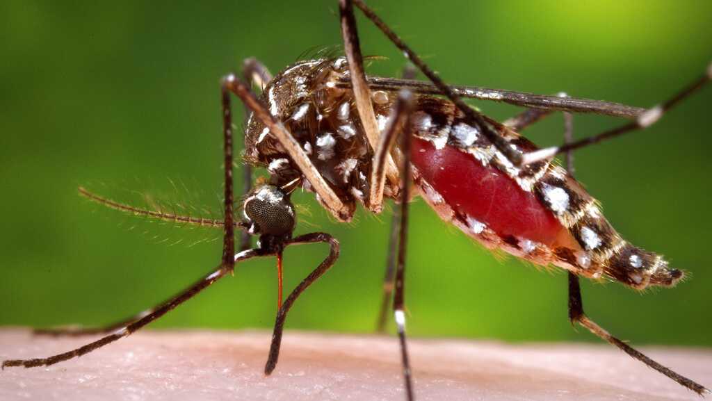 Are you a mosquito coil?it could be your scent