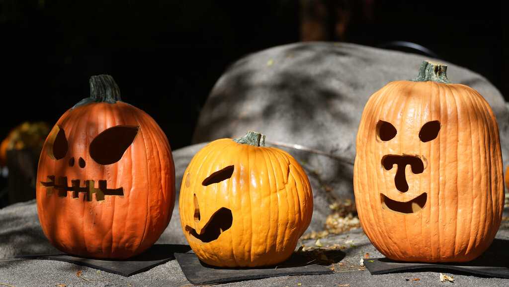 Pumpkins can be composted, donated to farms, fed to wildlife - Vimarsana News