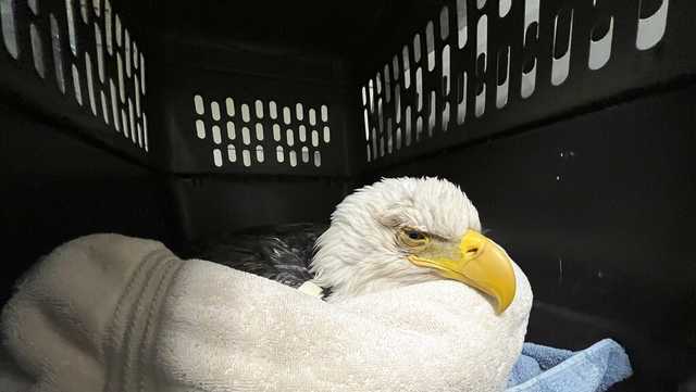 3 bald eagles die, 10 sick after eating euthanized animals - Vimarsana News