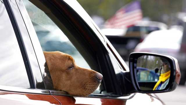 NH considers restricting pets in cars - Vimarsana News
