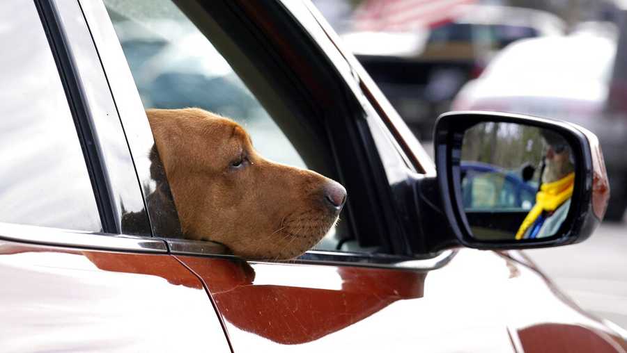 FILE - Liberty, a red fox Labrador, hangs her head out of the passenger window while seated with her owner, state Rep. Glen Aldrich, R-Gilford, N.H., during an outdoor meeting of the New Hampshire House of Representatives in a parking lot, due to the COVID-19 virus outbreak, at the University of New Hampshire Wednesday, Jan. 6, 2021, in Durham, N.H. Jennifer Rhodes, a Republican from Winchester, is sponsoring a bill that would make it illegal for someone to drive with "an animal of any size on their person." The proposal is likely a longshot in the "Live Free or Die" state, but it's generating plenty of debate. ((AP Photo/Charles Krupa, File)