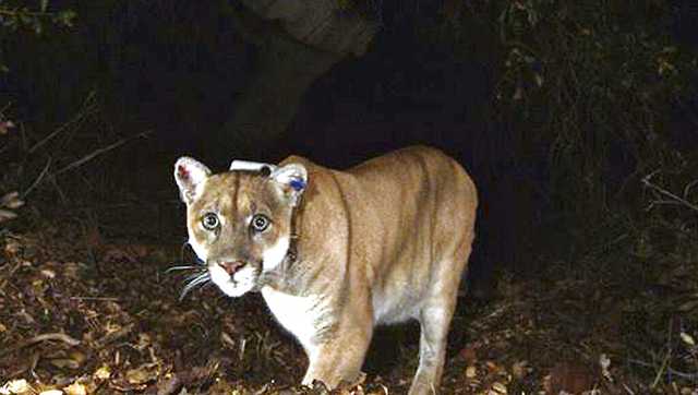 Tribes bury Southern California mountain lion P-22 - Vimarsana News