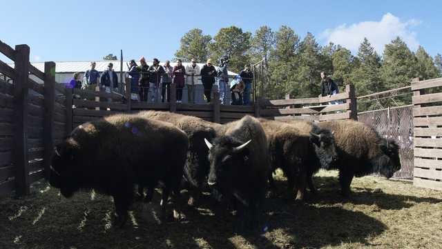 US tribes get bison as they seek to restore bond with animal - Vimarsana News
