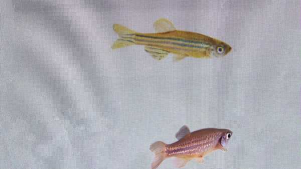 In this photo provided by researcher Rui F. Oliveira, a zebrafish, bottom, is monitored to see its reaction to a video of another at a laboratory in Oeiras, Portugal in March 2023. A study published on Thursday, March 23, 2023, in the journal Science shows that a relaxed fish can detect fear in other fish, and then become afraid itself – and that this ability is regulated by oxytocin, the same brain chemical that underlies the capacity for empathy in humans. (Rui F. Oliveira via AP)