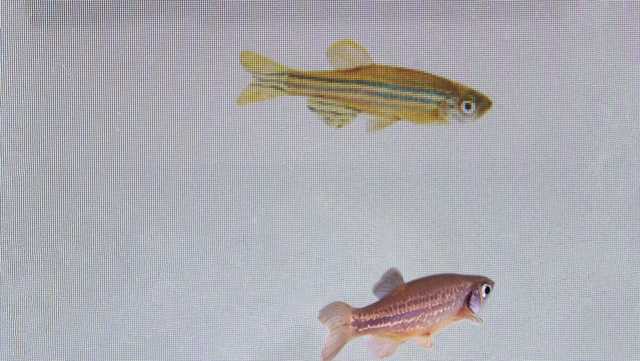 Fish can sense another's fear, a study shows - Vimarsana News