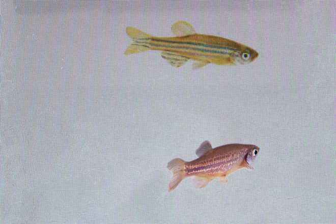 Fish can sense one other’s concern, a assessment exhibit