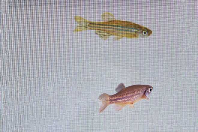 Fish can sense one other’s concern, a assessment exhibit Fish can sense one other’s concern, a assessment exhibit