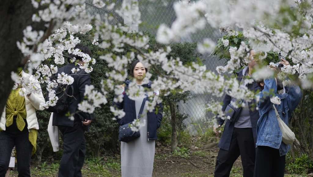 Crowds picnic to see Tokyo's cherry blossoms at full bloom - Vimarsana News