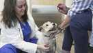Dr. Karen Woodard checks dog