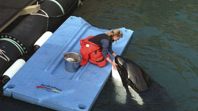 Caregivers: Returning orca to home waters in Puget Sound is risky - Vimarsana News