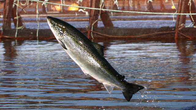 NH company proposes ocean fish farm off Mass. coast - Vimarsana News