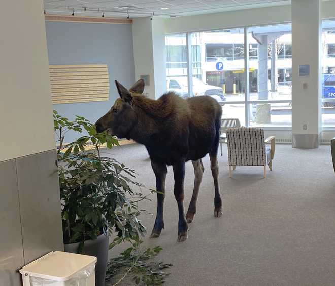 In&#x20;this&#x20;Thursday,&#x20;April&#x20;6,&#x20;2023,&#x20;image&#x20;provided&#x20;by&#x20;Providence&#x20;Alaska,&#x20;a&#x20;moose&#x20;stands&#x20;inside&#x20;a&#x20;Providence&#x20;Alaska&#x20;Health&#x20;Park&#x20;medical&#x20;building&#x20;in&#x20;Anchorage,&#x20;Alaska.&#x20;The&#x20;moose&#x20;chomped&#x20;on&#x20;plants&#x20;in&#x20;the&#x20;lobby&#x20;until&#x20;security&#x20;was&#x20;able&#x20;to&#x20;shoo&#x20;it&#x20;out,&#x20;but&#x20;not&#x20;before&#x20;people&#x20;stopped&#x20;by&#x20;to&#x20;take&#x20;photos&#x20;of&#x20;the&#x20;moose.&#x20;&#x28;Providence&#x20;Alaska&#x20;via&#x20;AP&#x29;