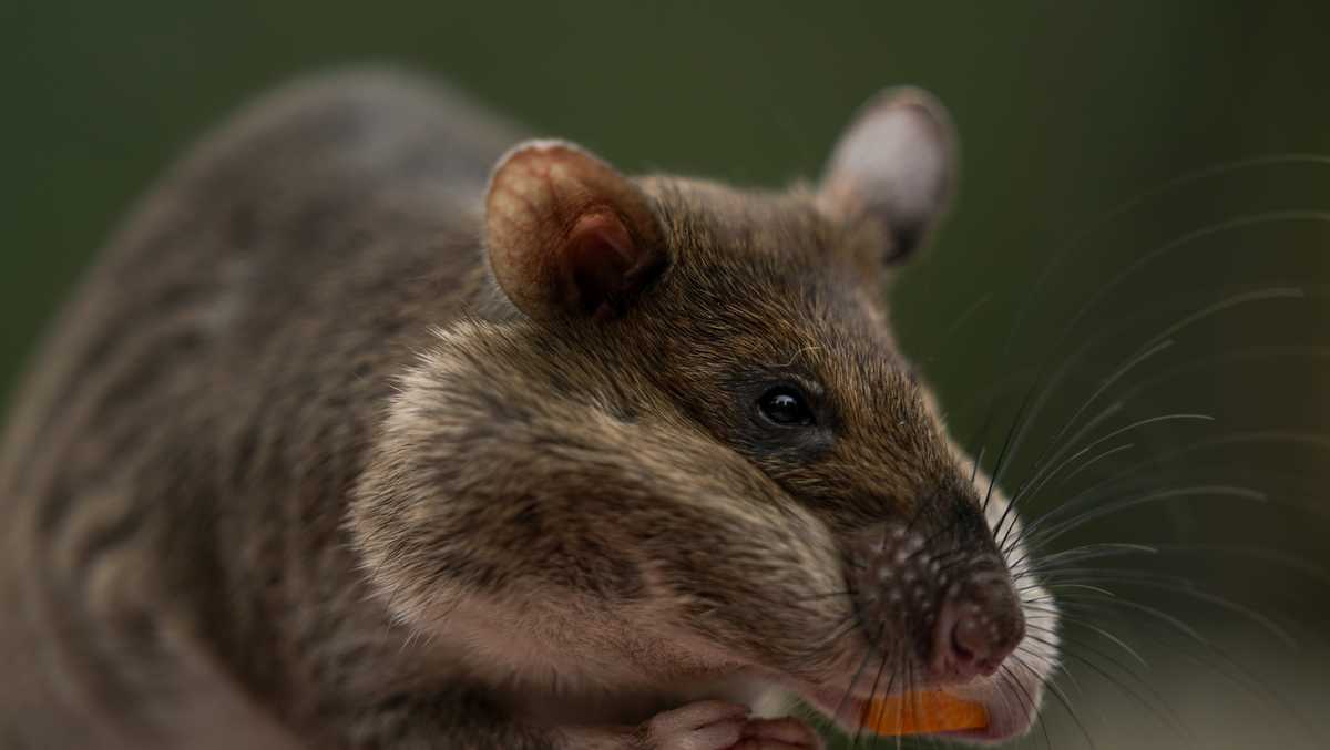 Rat ambassadors show off abilities to help humans, wildlife