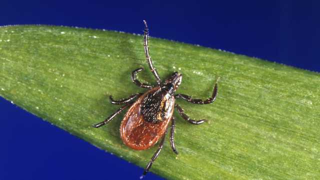 What to know about tick, Lyme season - Vimarsana News