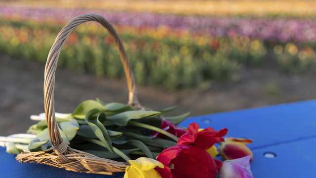 The Farm at Wolf Pine Hallow prepares for 'U-pick' tulip season - Vimarsana News