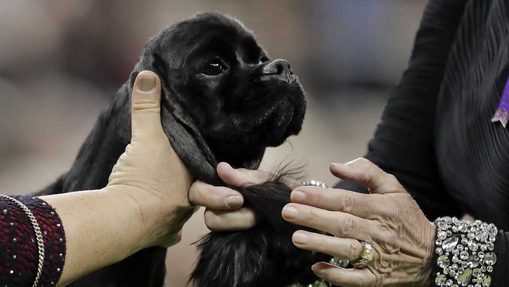 Dog Show 101 What's what at the Westminster Kennel Club