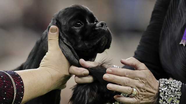 Dog Show 101: What's what at the Westminster Kennel Club - Vimarsana News