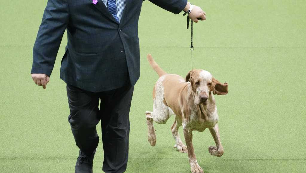 dog-co-owned-by-tim-mcgraw-wins-new-breed-at-westminster-dog-show