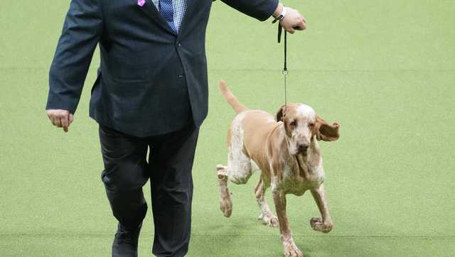Dog co-owned by Tim McGraw wins new breed at Westminster Dog Show - Vimarsana News