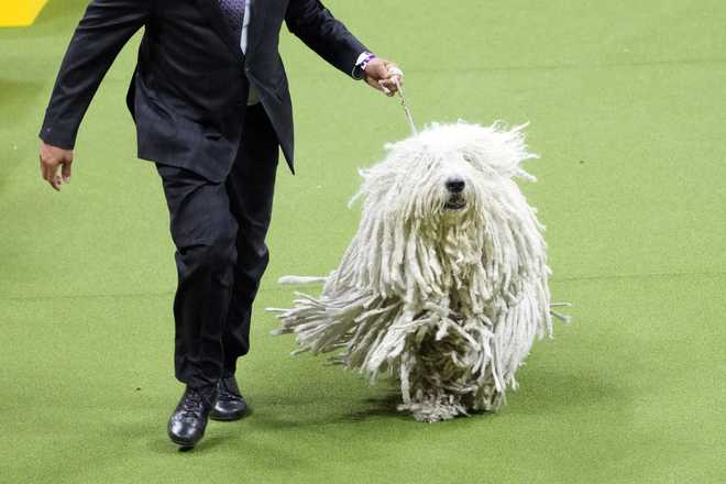 Trouble the American Staffordshire wins the WKC Terrier Group, Westminster  Kennel Club