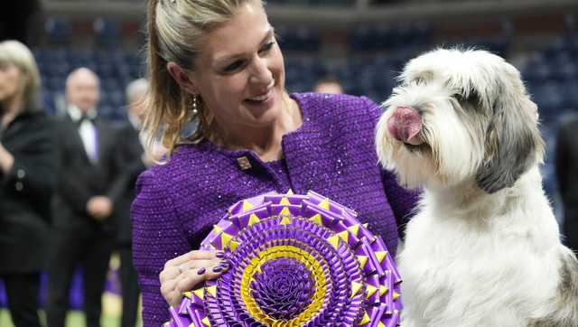 Dog named Buddy Holly wins at WKC show - Vimarsana News