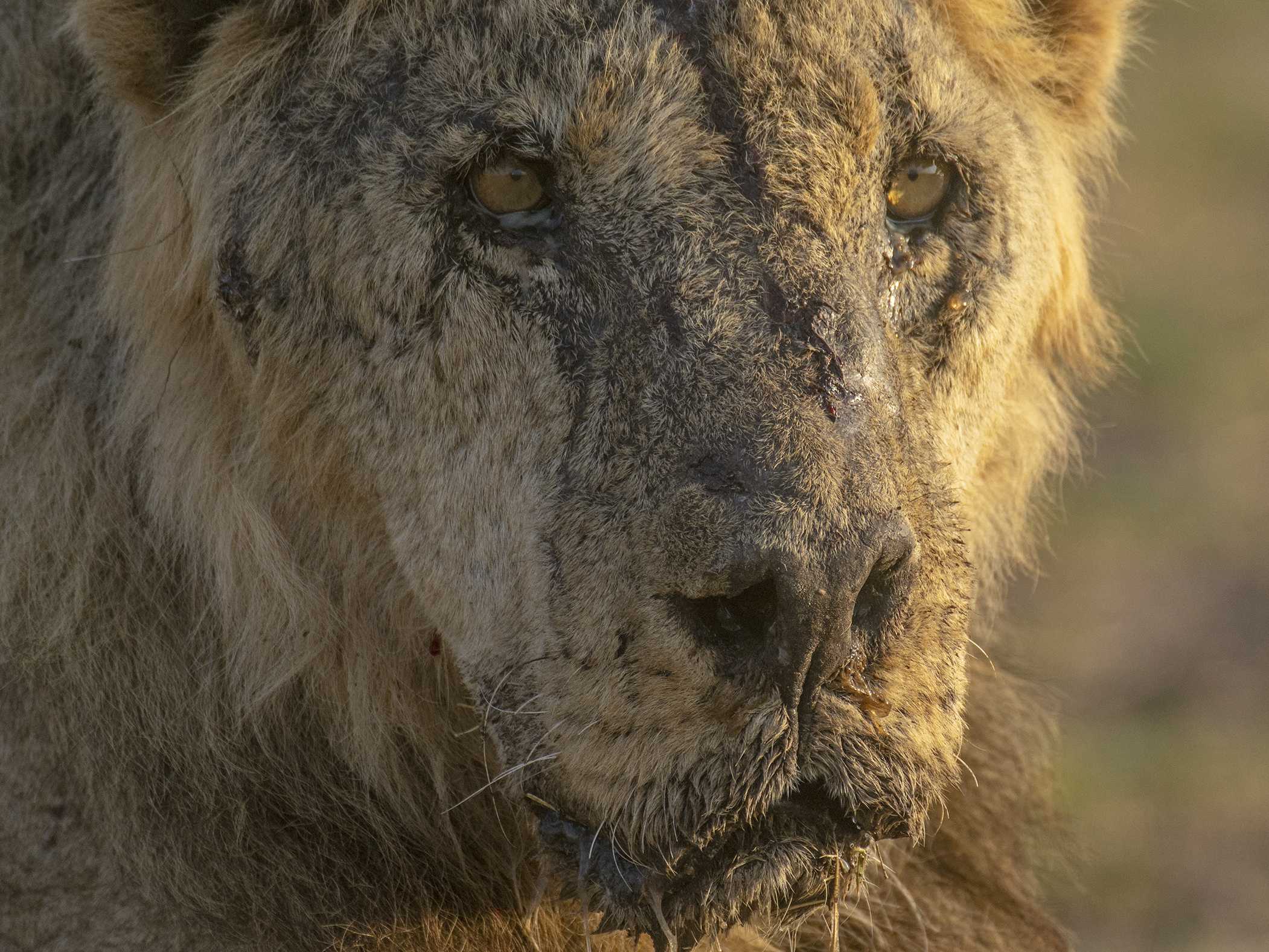 Herders In Kenya Kill 10 Lions, Including Loonkiito, One Of The Country ...