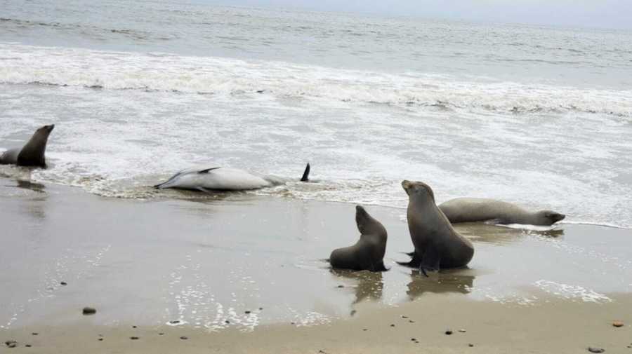 Toxic algae suspected in deaths of sea lions and dolphins on