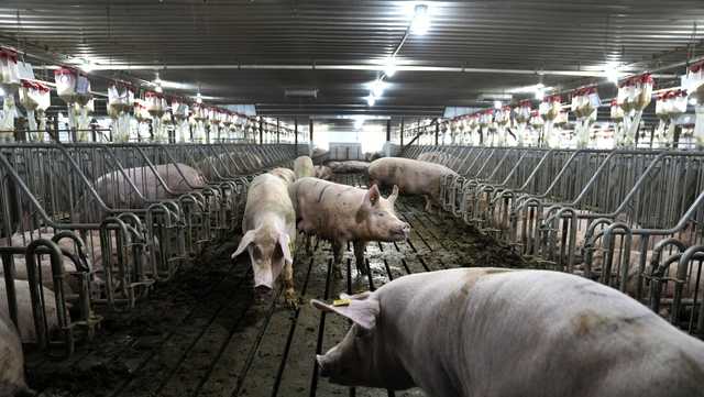 California bacon law takes effect. Here's what that means - Vimarsana News