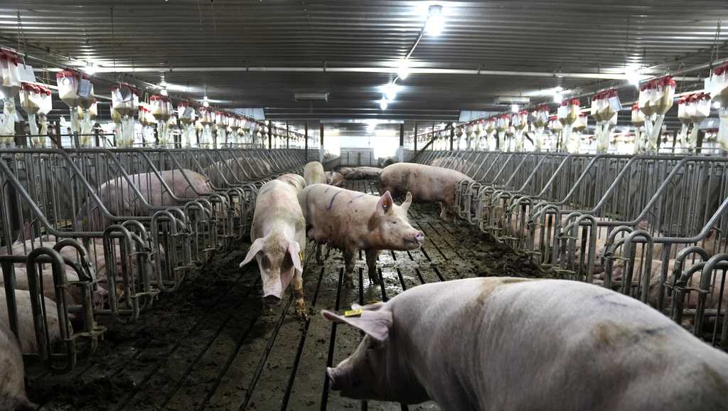 California bacon law goes into effect. Here’s what that means California bacon law goes into effect. Here’s what that means