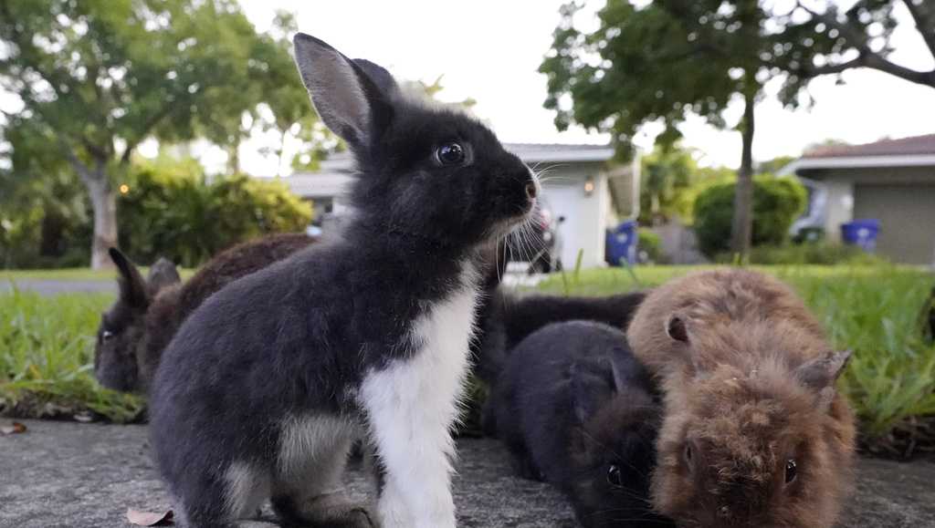 black and white baby rabbits